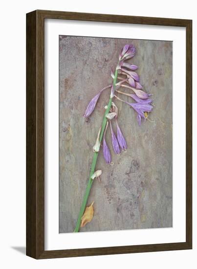 Plantain Lily-Den Reader-Framed Photographic Print