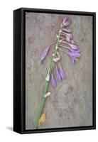 Plantain Lily-Den Reader-Framed Stretched Canvas