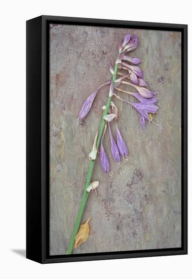 Plantain Lily-Den Reader-Framed Stretched Canvas