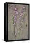 Plantain Lily-Den Reader-Framed Stretched Canvas