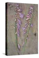 Plantain Lily-Den Reader-Stretched Canvas