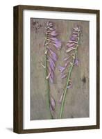 Plantain Lily-Den Reader-Framed Photographic Print