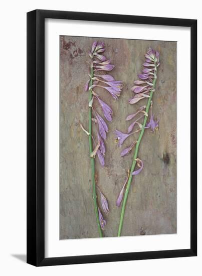 Plantain Lily-Den Reader-Framed Photographic Print