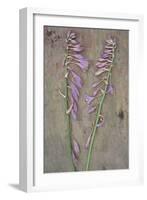 Plantain Lily-Den Reader-Framed Photographic Print