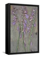 Plantain Lily-Den Reader-Framed Stretched Canvas