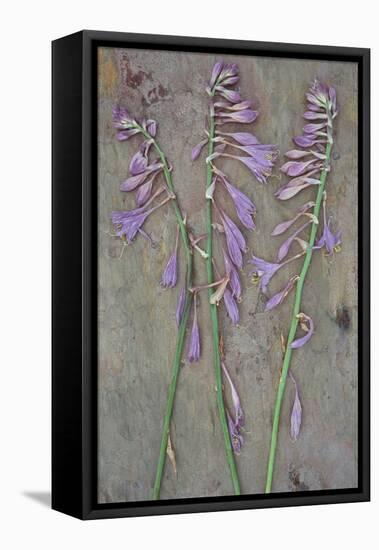 Plantain Lily-Den Reader-Framed Stretched Canvas