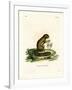 Plantain Squirrel-null-Framed Giclee Print