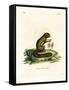 Plantain Squirrel-null-Framed Stretched Canvas