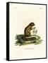 Plantain Squirrel-null-Framed Stretched Canvas