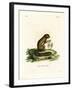 Plantain Squirrel-null-Framed Giclee Print