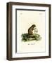 Plantain Squirrel-null-Framed Premium Giclee Print
