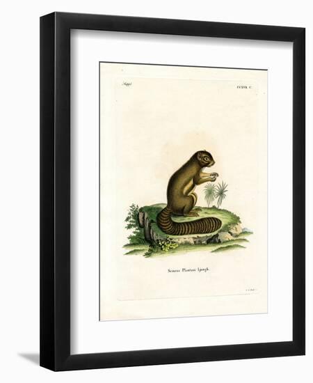 Plantain Squirrel-null-Framed Premium Giclee Print