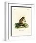 Plantain Squirrel-null-Framed Premium Giclee Print