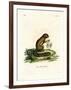 Plantain Squirrel-null-Framed Giclee Print