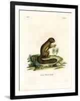 Plantain Squirrel-null-Framed Giclee Print