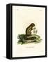 Plantain Squirrel-null-Framed Stretched Canvas