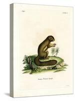 Plantain Squirrel-null-Stretched Canvas