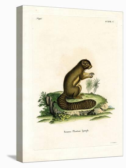 Plantain Squirrel-null-Stretched Canvas