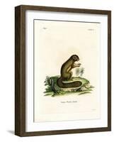 Plantain Squirrel-null-Framed Giclee Print