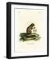 Plantain Squirrel-null-Framed Giclee Print