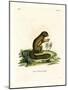 Plantain Squirrel-null-Mounted Giclee Print