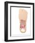 Plantar Fasciitis, Artwork-Peter Gardiner-Framed Photographic Print