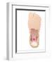 Plantar Fasciitis, Artwork-Peter Gardiner-Framed Photographic Print