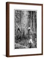Plantation Forestry, 19th Century-Science Photo Library-Framed Photographic Print