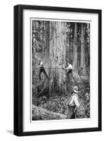 Plantation Forestry, 19th Century-Science Photo Library-Framed Photographic Print