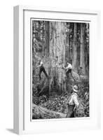 Plantation Forestry, 19th Century-Science Photo Library-Framed Photographic Print