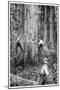 Plantation Forestry, 19th Century-Science Photo Library-Mounted Photographic Print