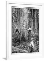 Plantation Forestry, 19th Century-Science Photo Library-Framed Photographic Print