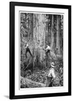 Plantation Forestry, 19th Century-Science Photo Library-Framed Photographic Print