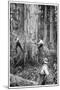 Plantation Forestry, 19th Century-Science Photo Library-Mounted Photographic Print