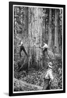 Plantation Forestry, 19th Century-Science Photo Library-Framed Photographic Print