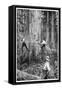 Plantation Forestry, 19th Century-Science Photo Library-Framed Stretched Canvas