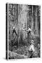 Plantation Forestry, 19th Century-Science Photo Library-Stretched Canvas