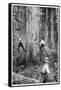 Plantation Forestry, 19th Century-Science Photo Library-Framed Stretched Canvas