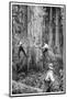 Plantation Forestry, 19th Century-Science Photo Library-Mounted Photographic Print