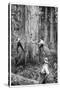 Plantation Forestry, 19th Century-Science Photo Library-Stretched Canvas