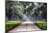 Plantation Road, Charleston, South Carolina-George Oze-Mounted Photographic Print