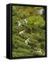 Plantation Tamil Women Picking Prized Highland Uva Tea in Namunukula Mountains Near Ella, Sri Lanka-Rob Francis-Framed Stretched Canvas