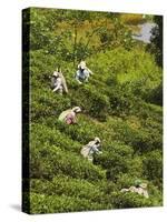 Plantation Tamil Women Picking Prized Highland Uva Tea in Namunukula Mountains Near Ella, Sri Lanka-Rob Francis-Stretched Canvas
