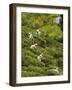 Plantation Tamil Women Picking Prized Highland Uva Tea in Namunukula Mountains Near Ella, Sri Lanka-Rob Francis-Framed Photographic Print