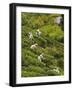 Plantation Tamil Women Picking Prized Highland Uva Tea in Namunukula Mountains Near Ella, Sri Lanka-Rob Francis-Framed Photographic Print