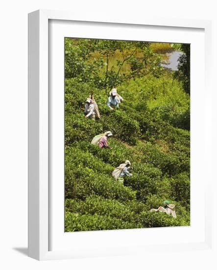 Plantation Tamil Women Picking Prized Highland Uva Tea in Namunukula Mountains Near Ella, Sri Lanka-Rob Francis-Framed Photographic Print