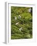 Plantation Tamil Women Picking Prized Highland Uva Tea in Namunukula Mountains Near Ella, Sri Lanka-Rob Francis-Framed Photographic Print