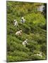 Plantation Tamil Women Picking Prized Highland Uva Tea in Namunukula Mountains Near Ella, Sri Lanka-Rob Francis-Mounted Photographic Print