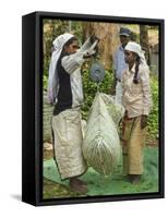 Plantation Tamil Women Weighing Prized Uva Tea in the Namunukula Mountains Near Ella, Central Highl-Rob Francis-Framed Stretched Canvas