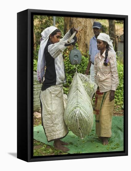 Plantation Tamil Women Weighing Prized Uva Tea in the Namunukula Mountains Near Ella, Central Highl-Rob Francis-Framed Stretched Canvas